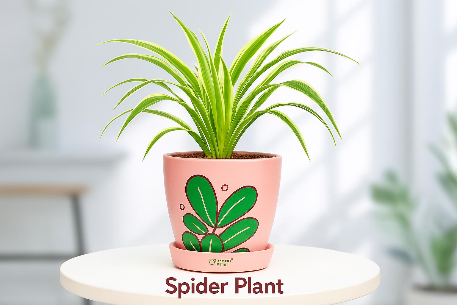 Top quality spider plant with low-maintenance and perfect for your home